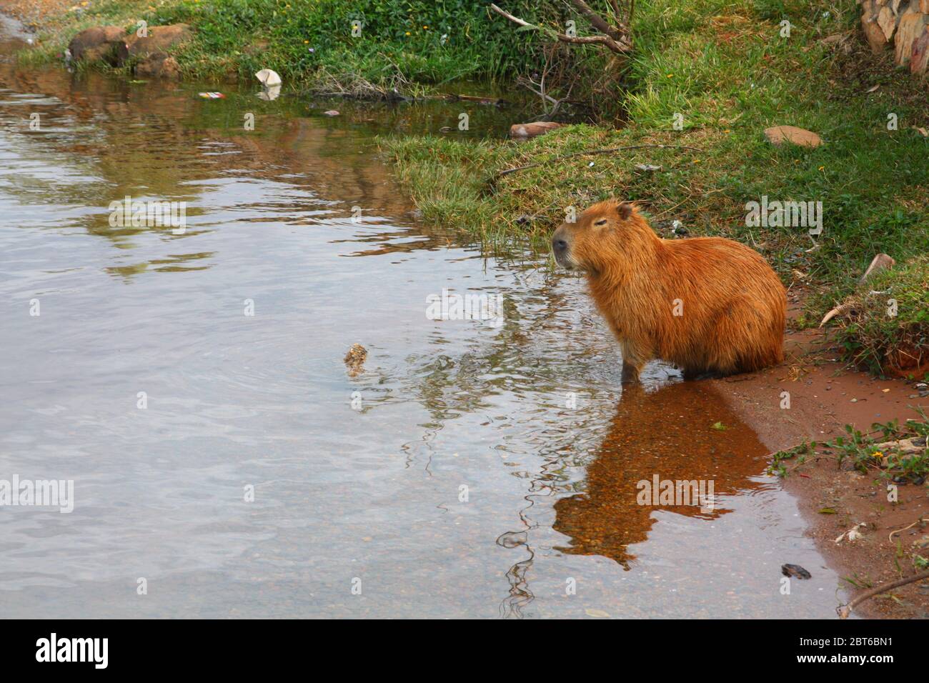 Capybara Hydrochoerus hydrochaeris at the Lago do Paranoá lake shore, Brasília, Brazil Stock Photo