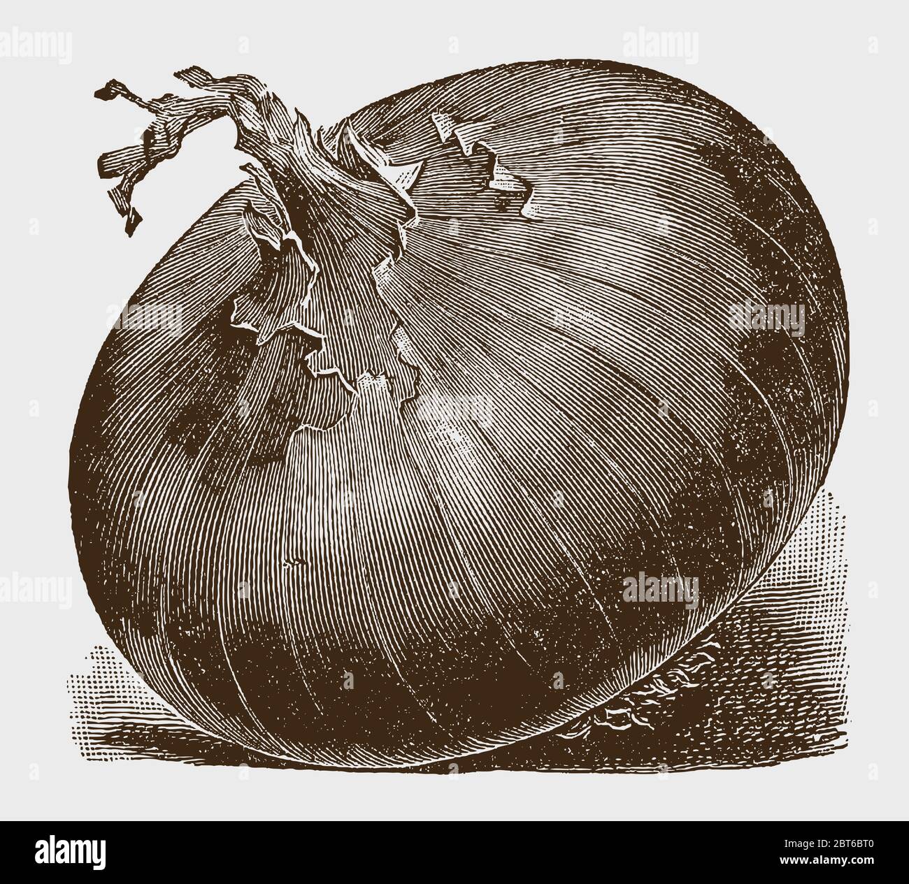 Flattened onion with a brittle top, lying slightly tilted to the side, after a historical engraving from the early 20th century Stock Vector