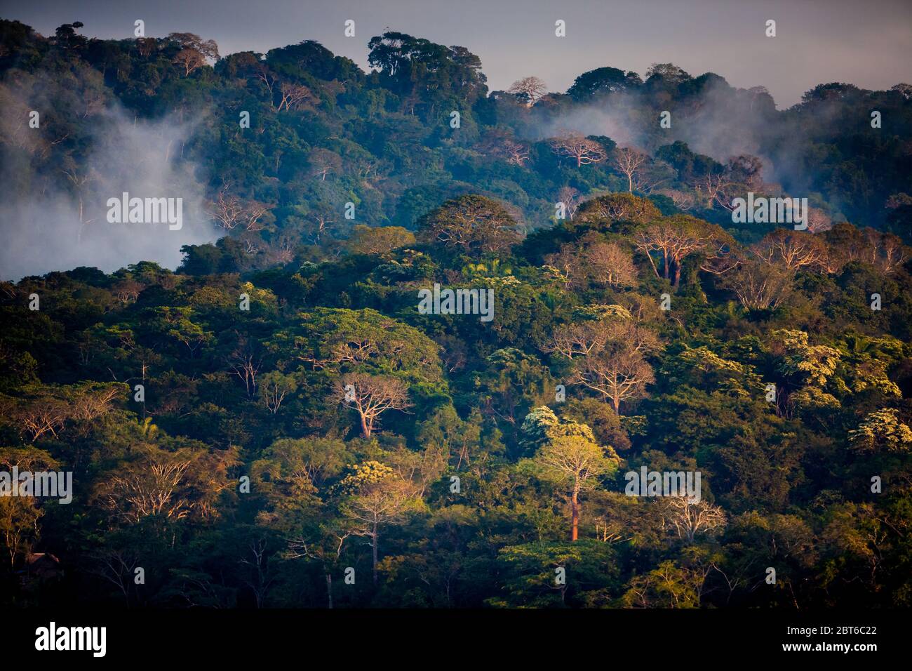 Early morning light on the lush rainforest of Soberania national park, Colon province, Republic of Panama Stock Photo
