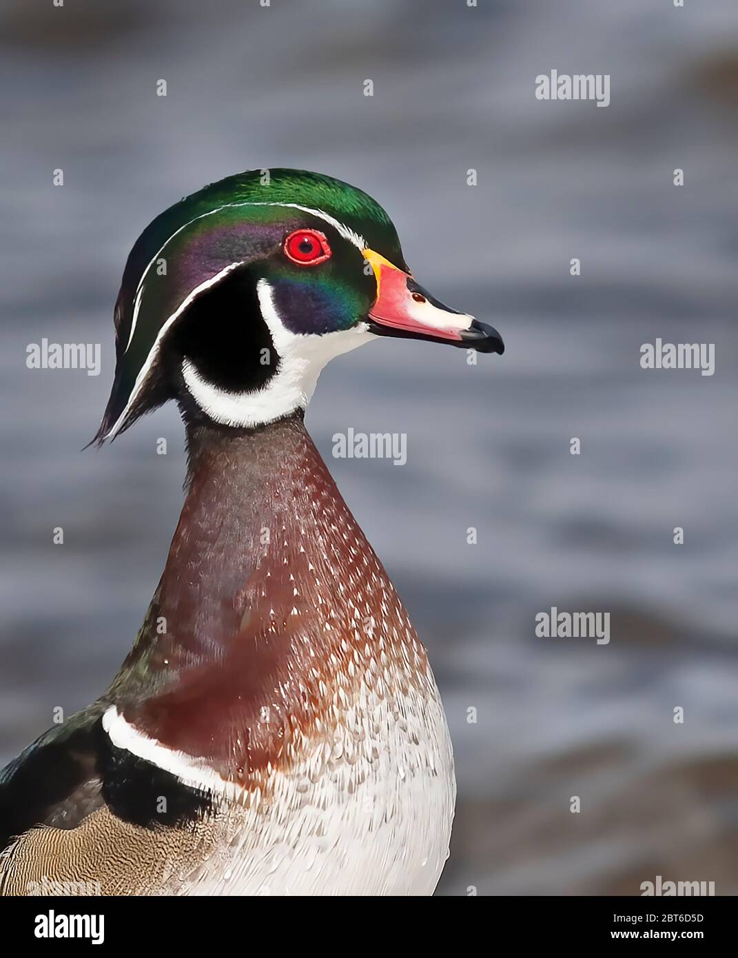 Wood duck (Aix sponsa) male portrait in Ottawa, Canada Stock Photo Alamy