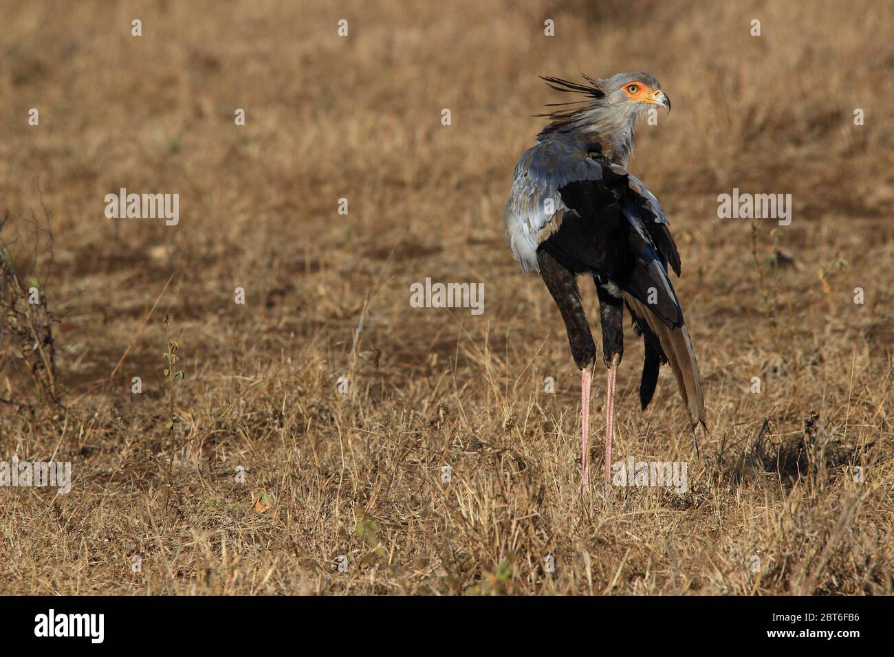 Photographed from behind but with one of its eyes still visible, a secretarybird roams the savannah of South Africa in search of prey. Stock Photo