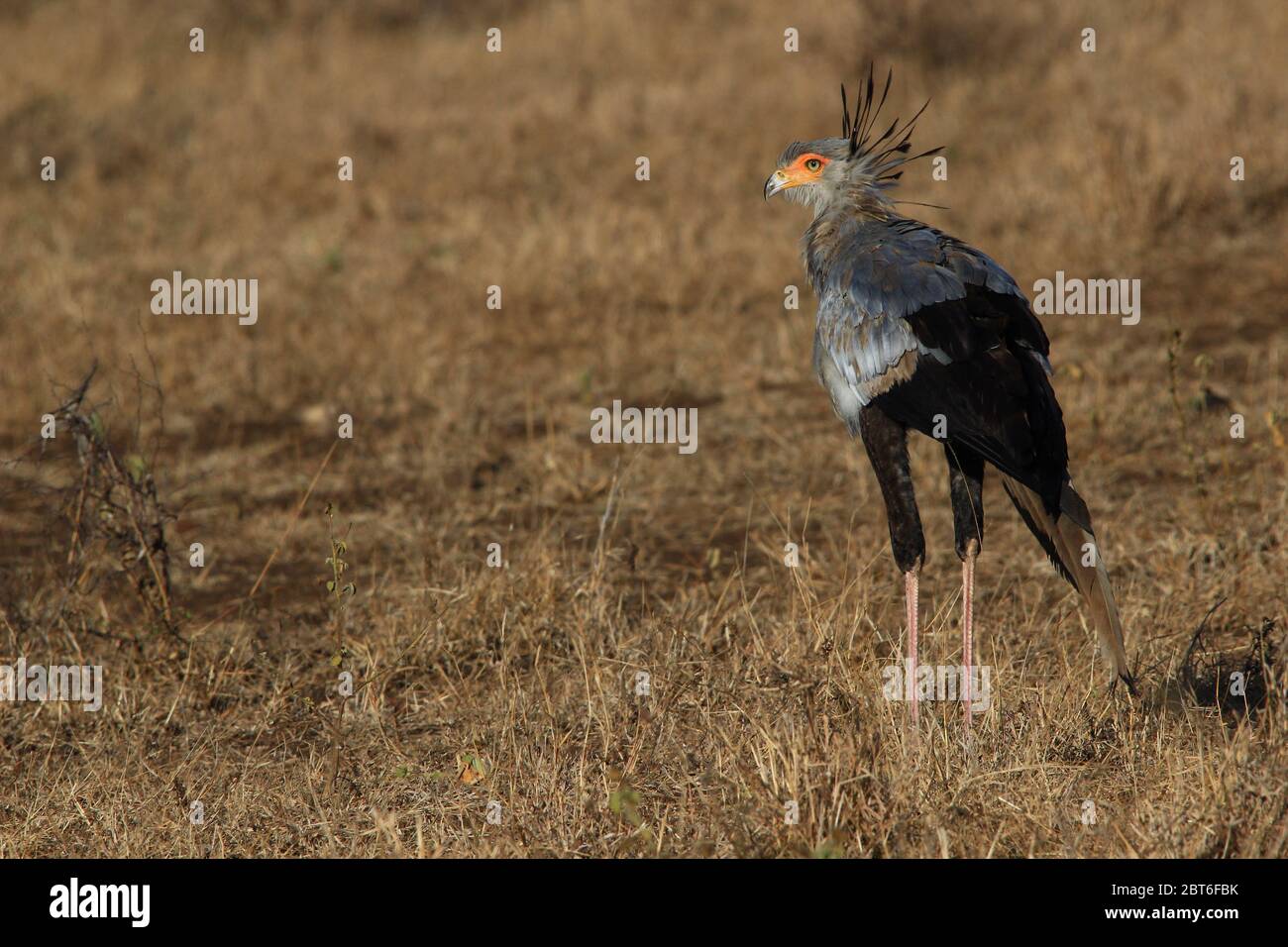 Photographed from behind but with one of its eyes still visible, a secretarybird roams the savannah of South Africa in search of prey. Stock Photo
