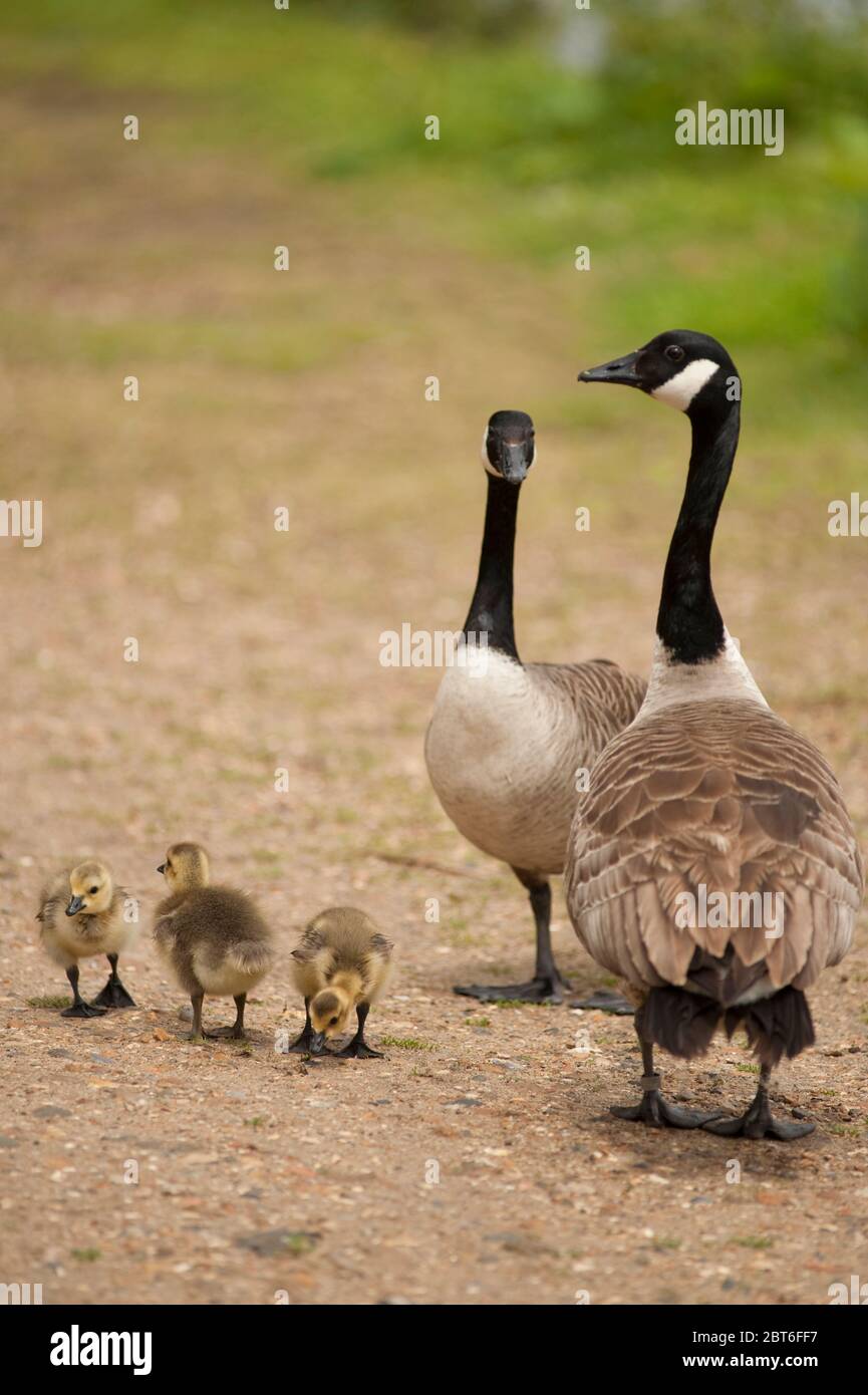 Canada geese group hi res stock photography and images Page 8 Alamy