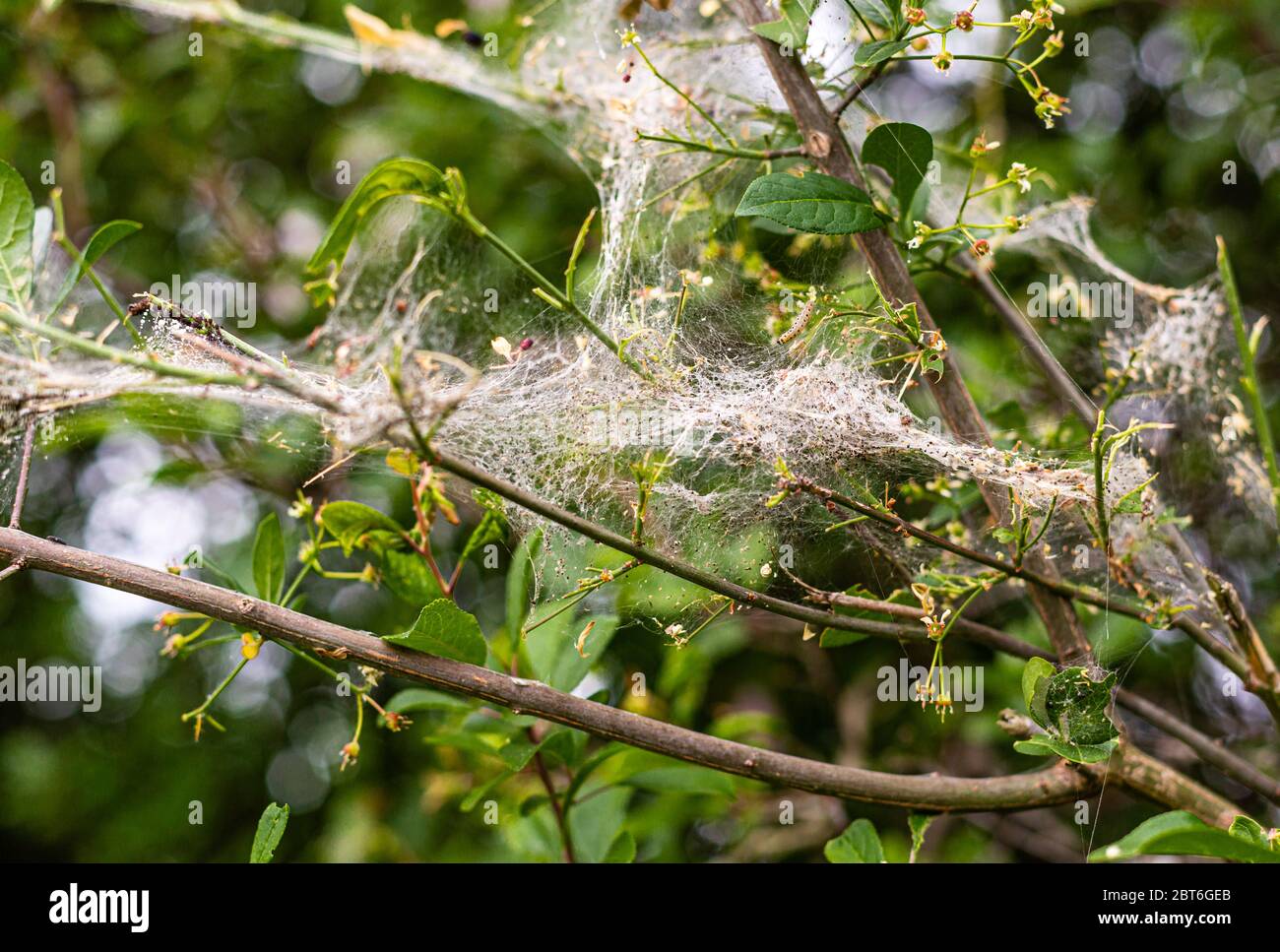 Spider web on branches. Insect trap. Wildlife. Summer in the woods. Green leaves on the bushes. Stock Photo