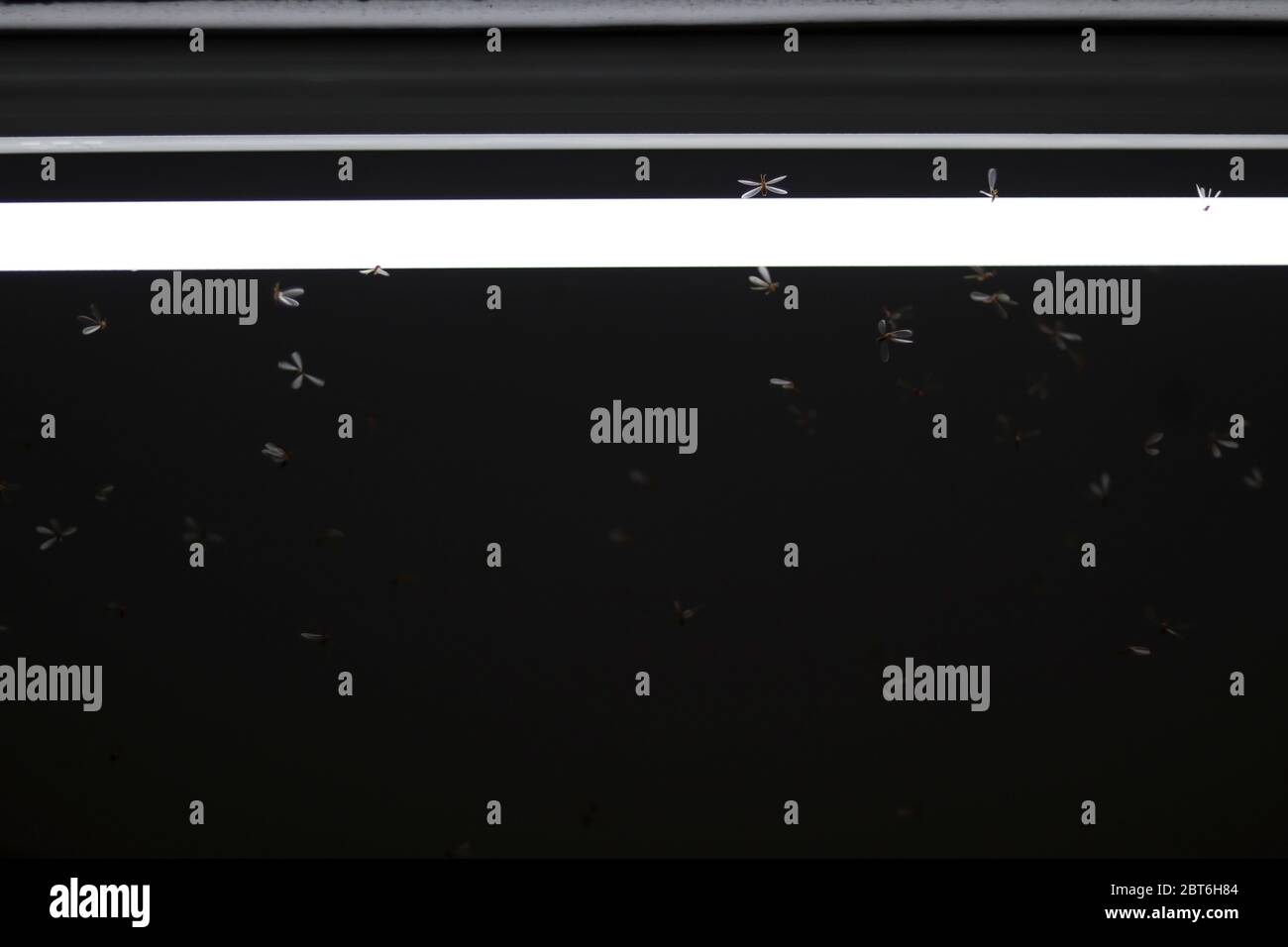 Mayfly are flying, playing around the fluorescent lights. Stock Photo