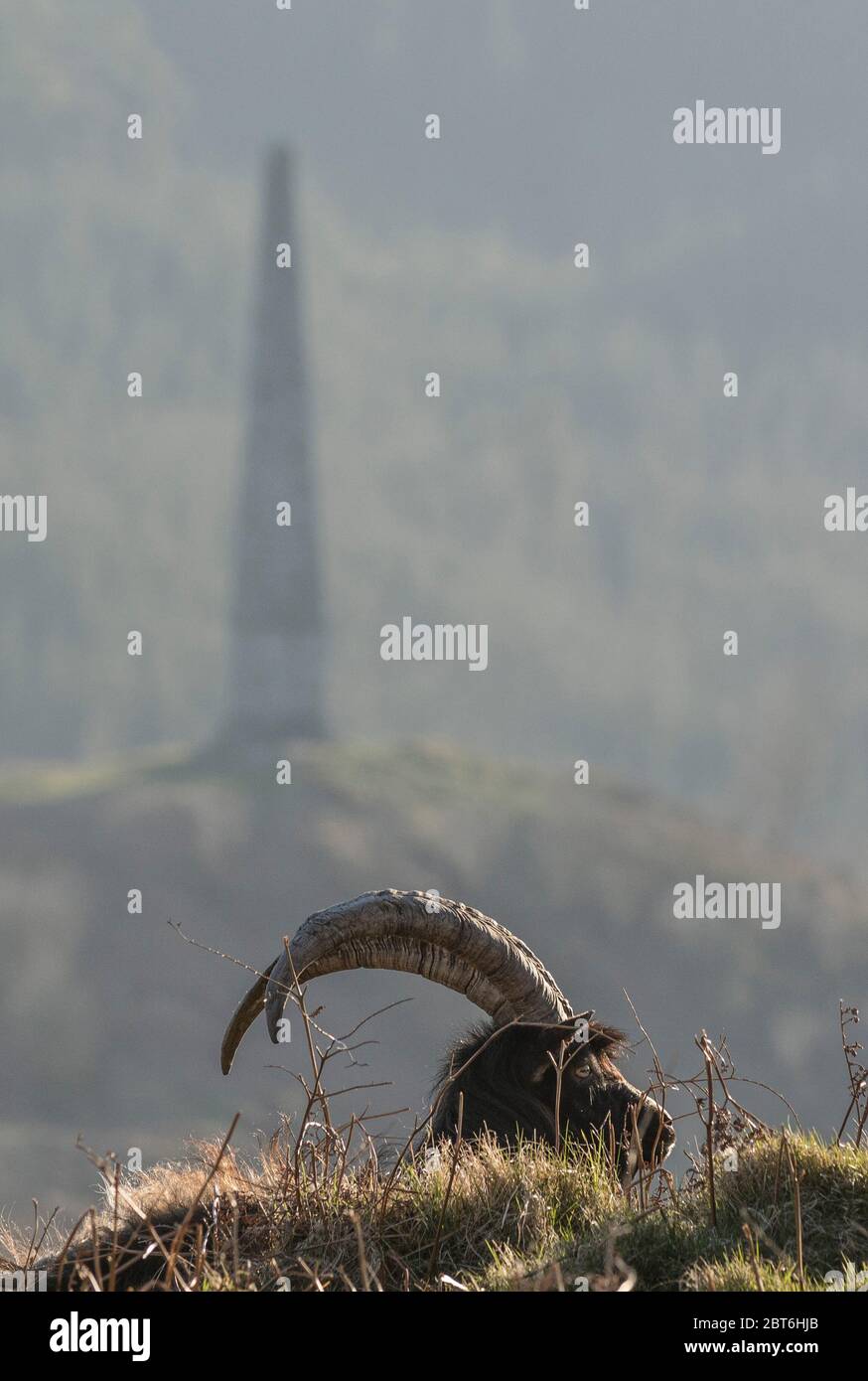 Feral Goats, Talnotry with Murray Monument Stock Photo