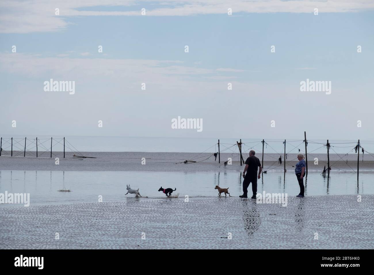 Dog walking at Sandyhills beach with salmon stake nets Stock Photo