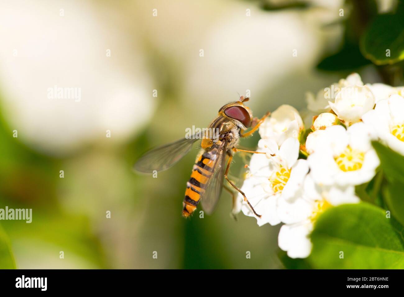 Hoverfly in a flower Stock Photo