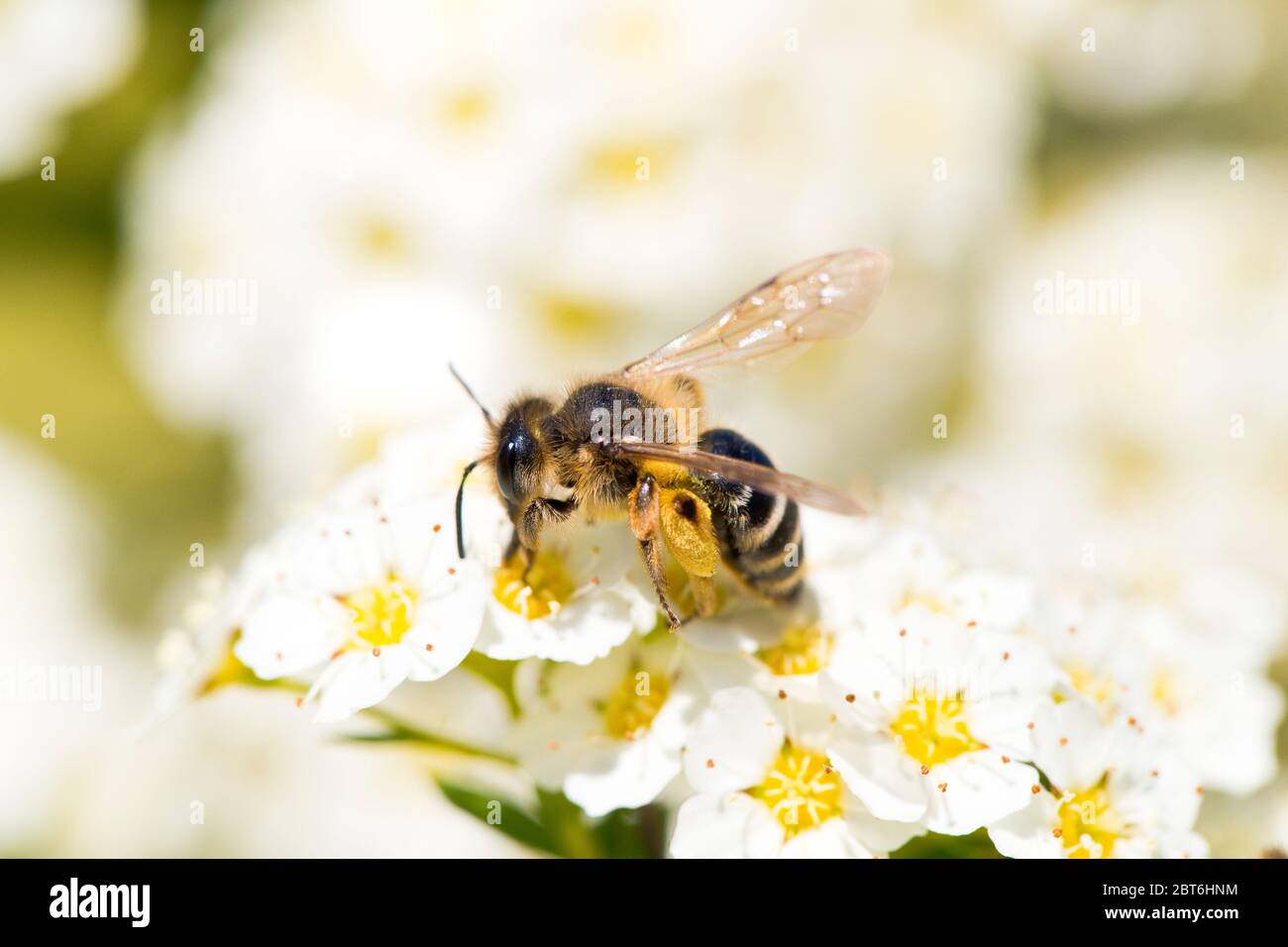 Bee in a flower Stock Photo