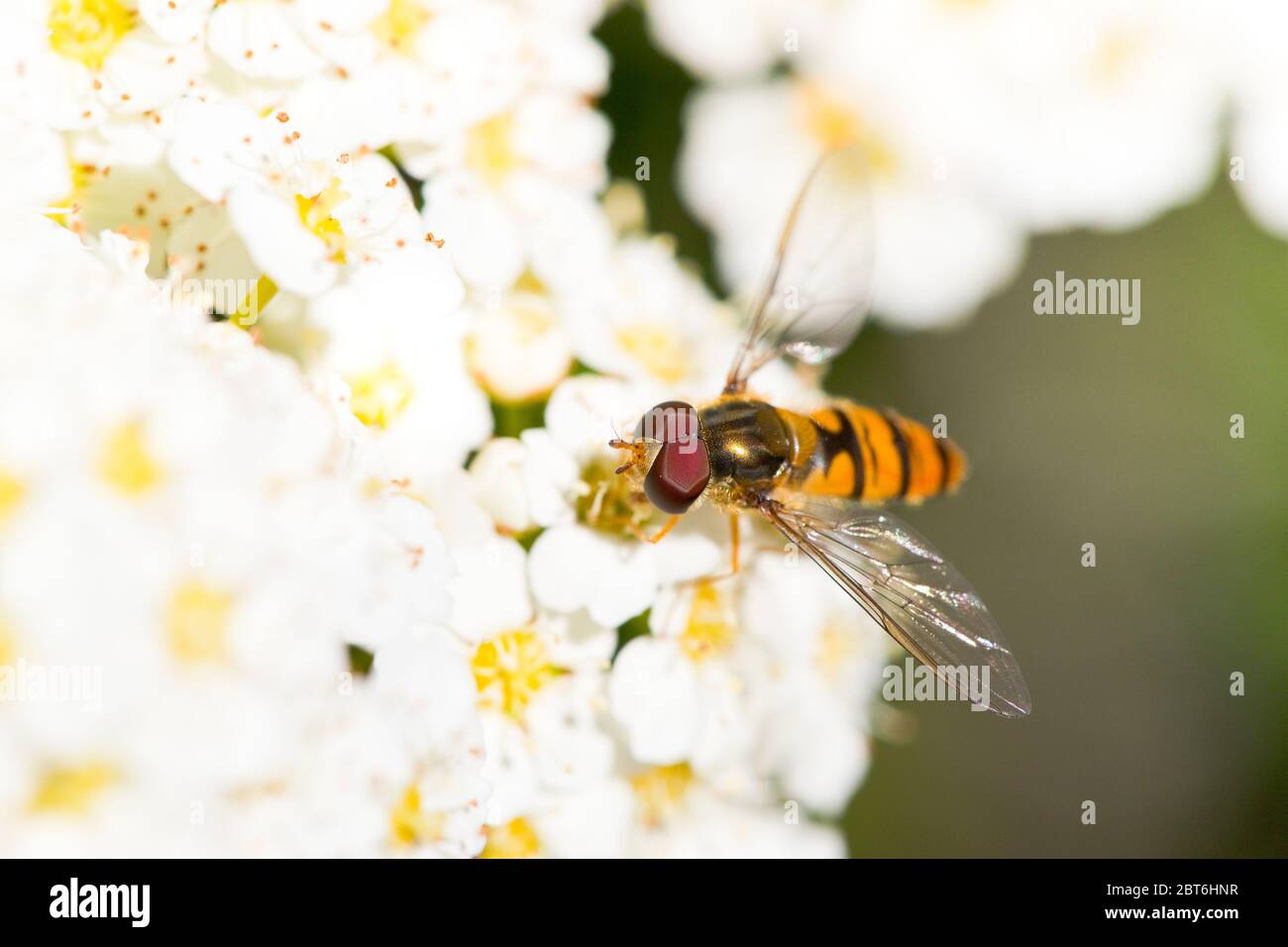 Hoverfly in a flower Stock Photo