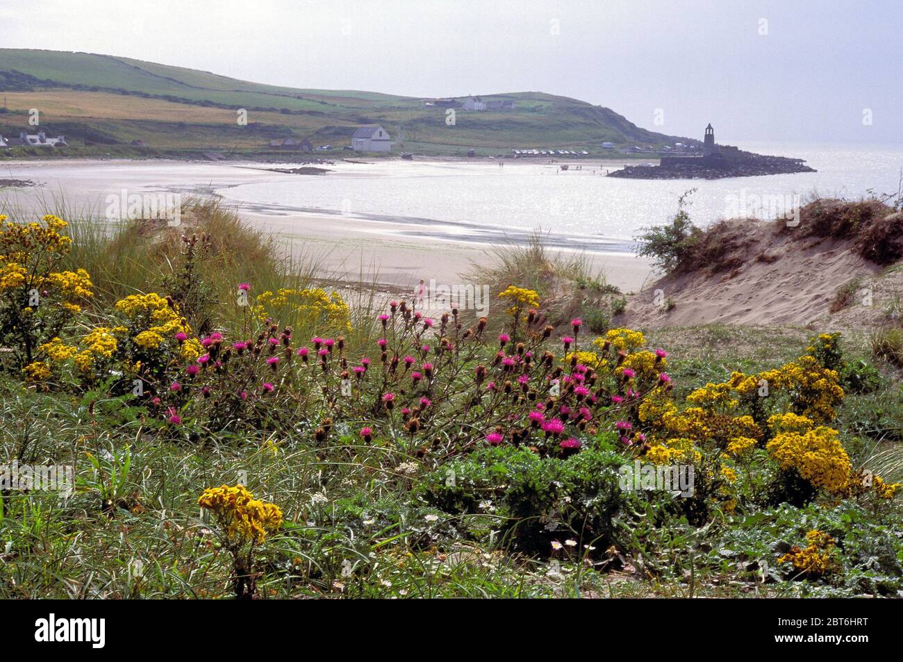 Port Logan Bay with wild flowers and sand dunes, Rhinns of Galloway Stock Photo