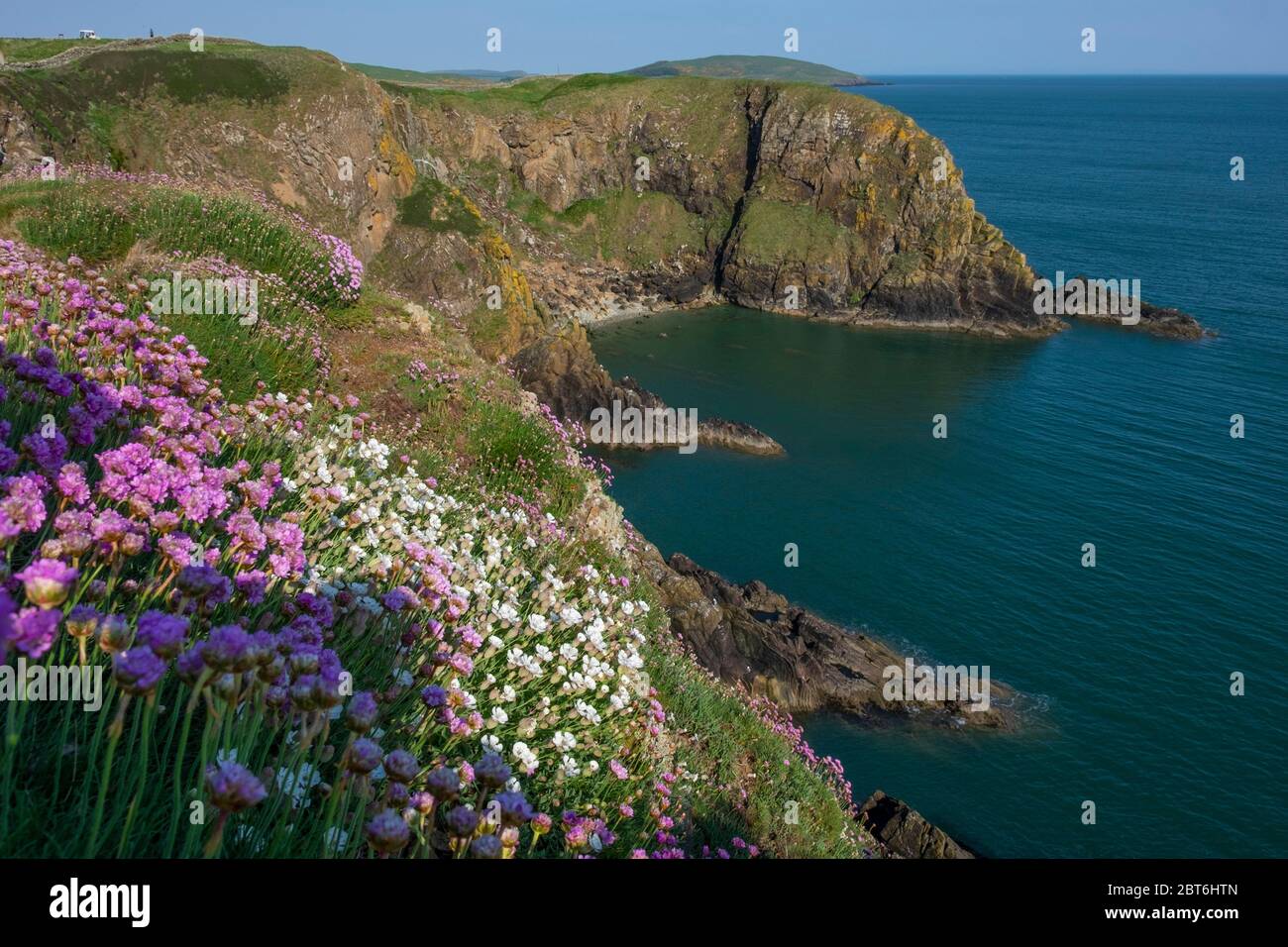 Wild flowers on cliffs at Balcary Heuchs Stock Photo Alamy