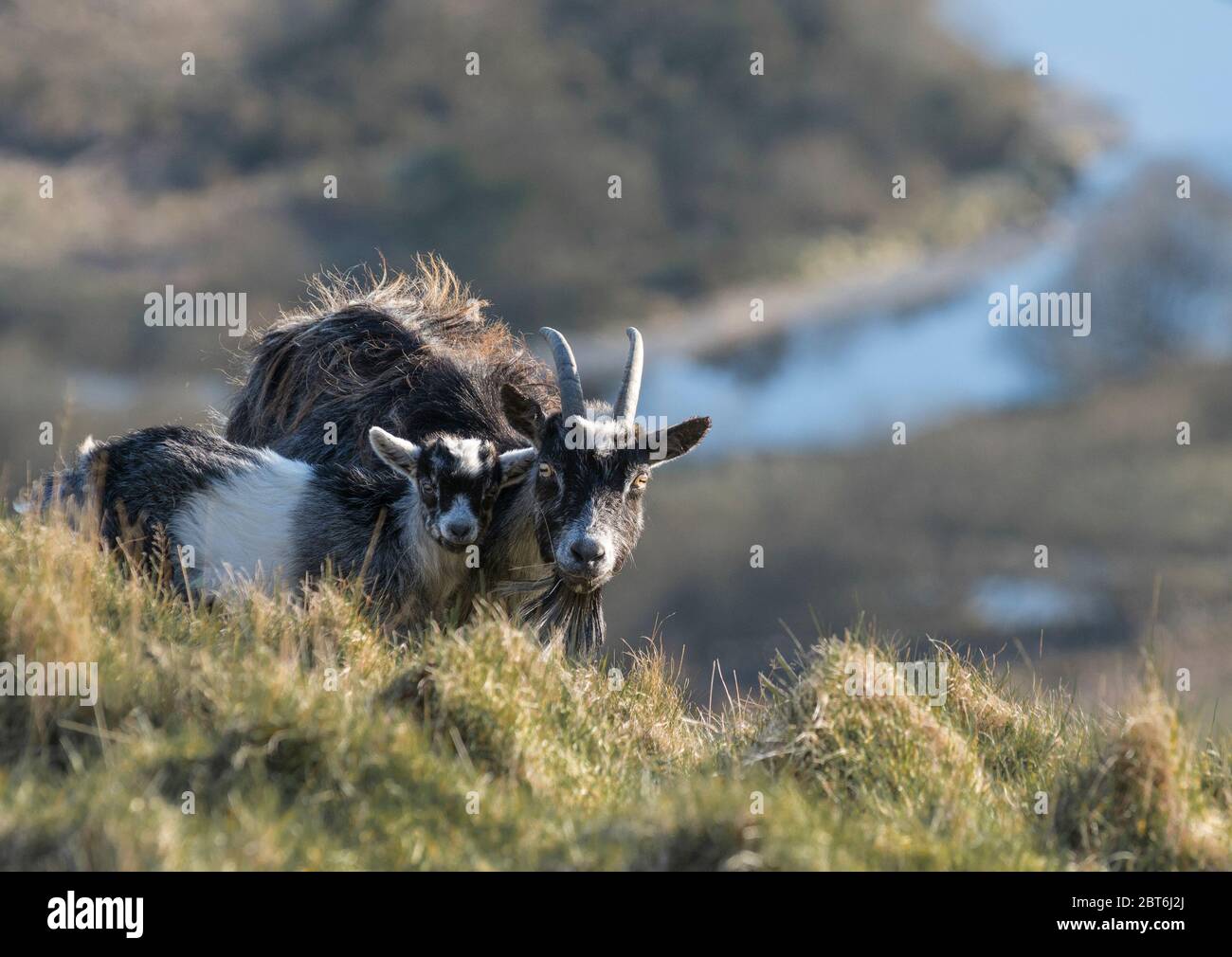 Feral Goats, Talnotry Stock Photo