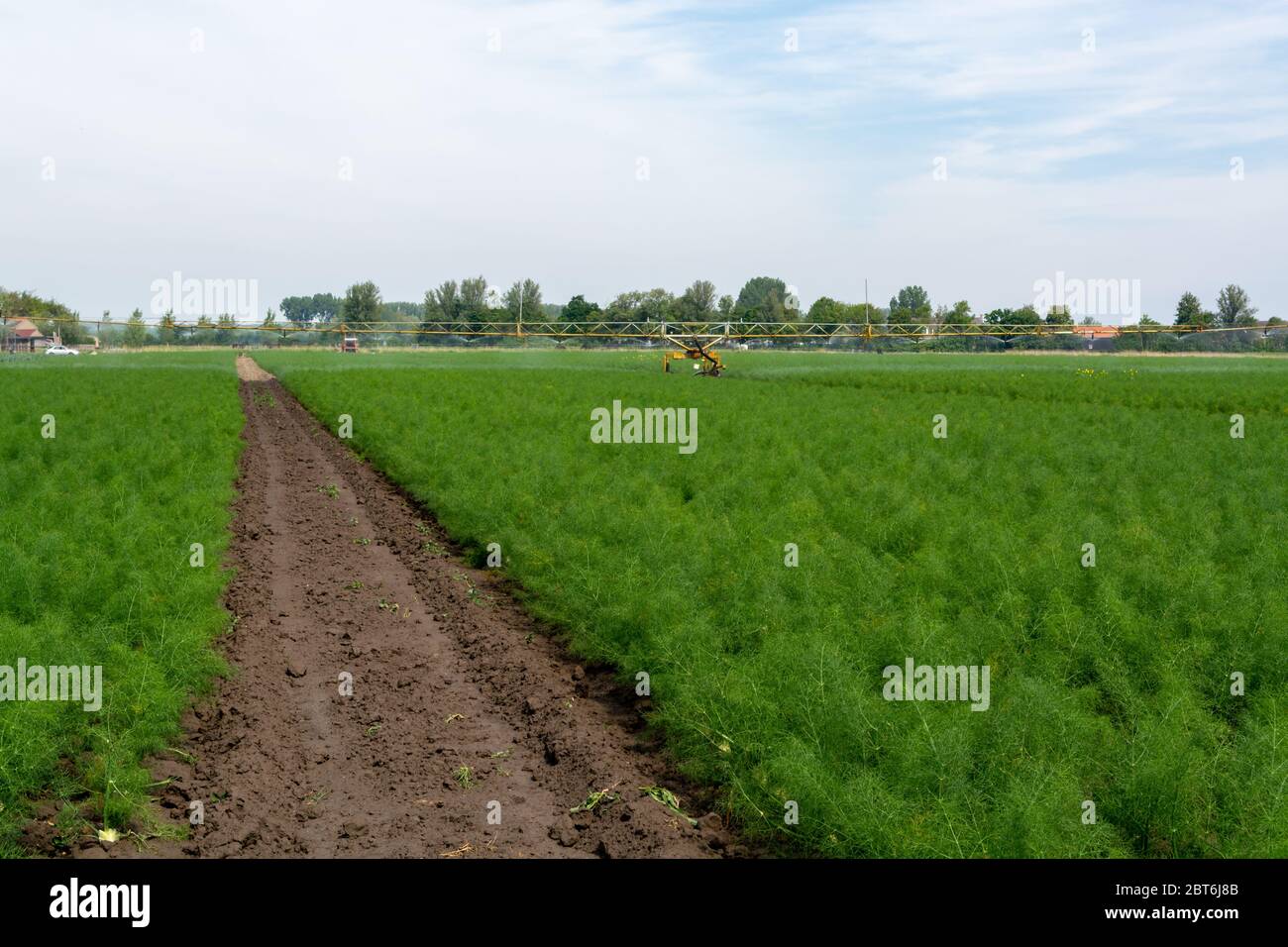 Farm field with growing green annual Florence fennel bulbing plants