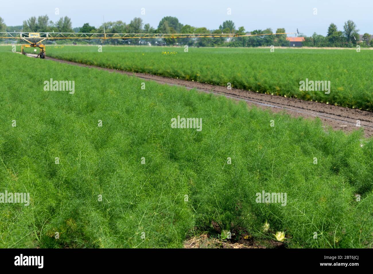 Farm field with growing green annual Florence fennel bulbing plants
