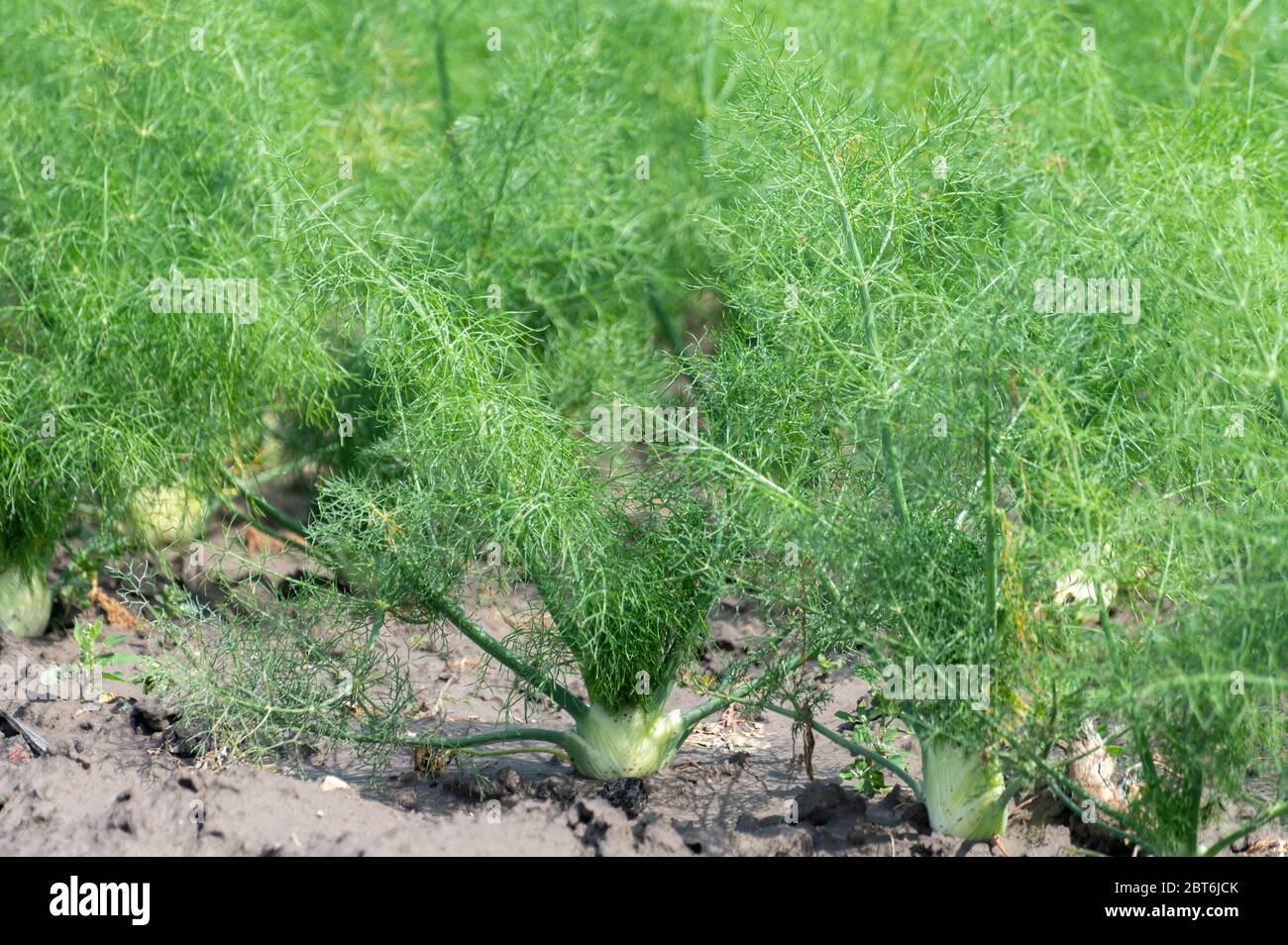 Farm field with growing green annual Florence fennel bulbing plants