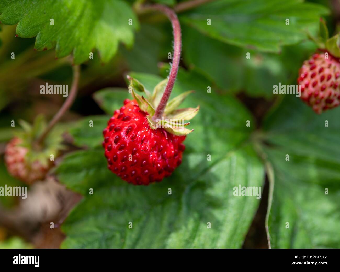 Ripe red Fragaria vesca or wild strawberry growing in forest close up Stock Photo