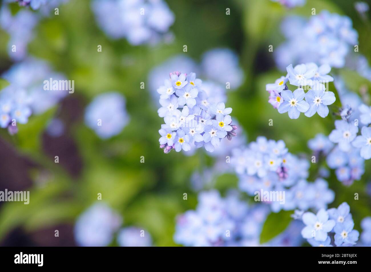 Forget-me-not flowers. Close up. Stock Photo