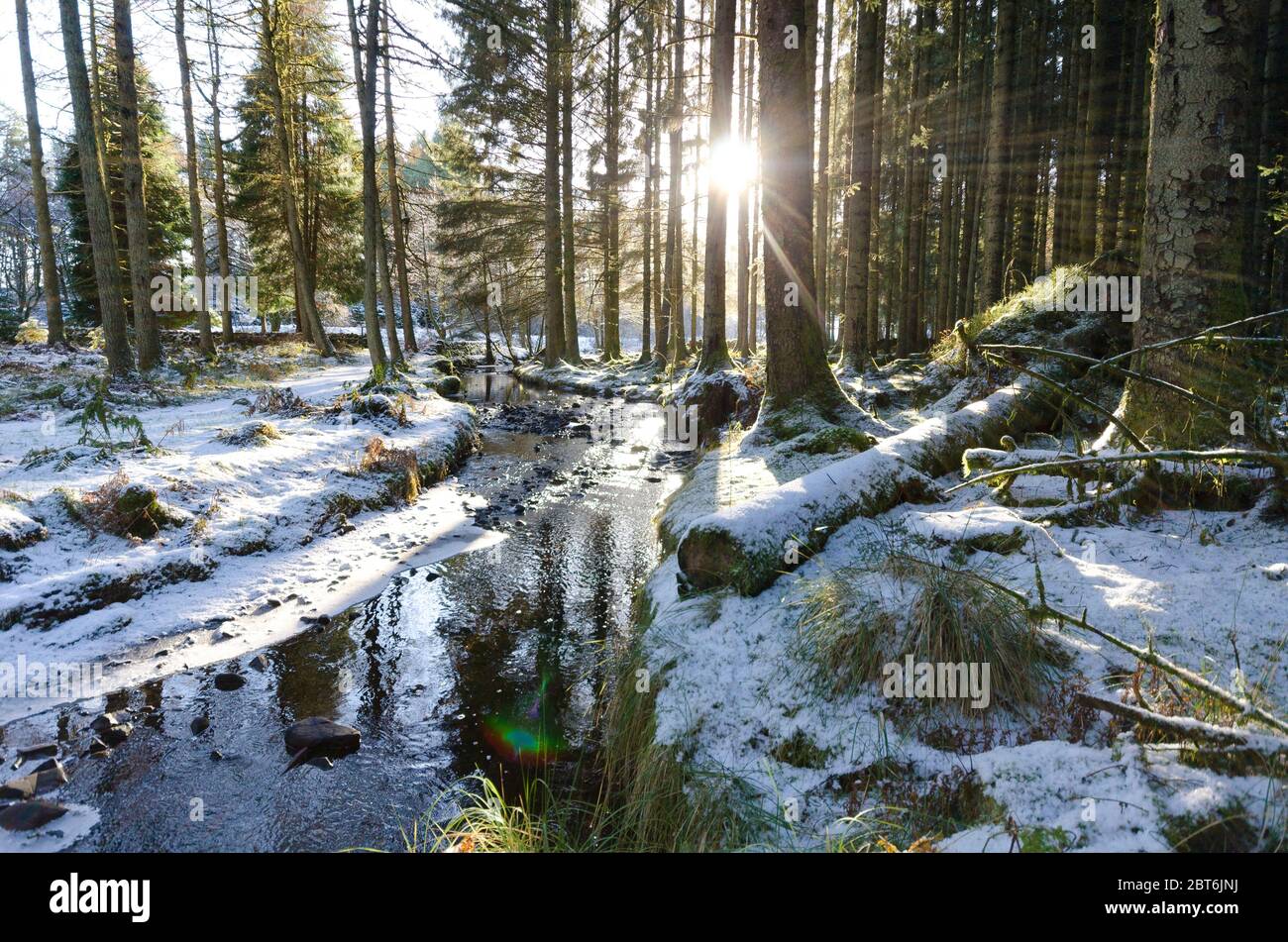 Kennick Burn and forestry by Laurieston in midwinter snow Stock Photo
