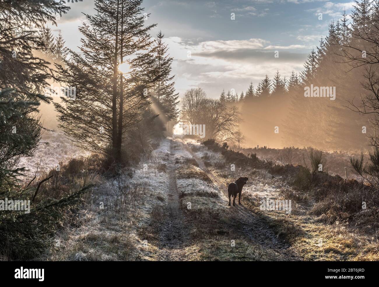 Dog walking on Mossdale former railway track in deep winter sunshine Stock Photo