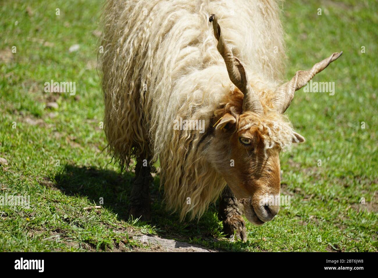 Single Racka Sheep breed on the green pasture. Italy, springtime of 2020. Colourful photography. Selective focus. Stock Photo