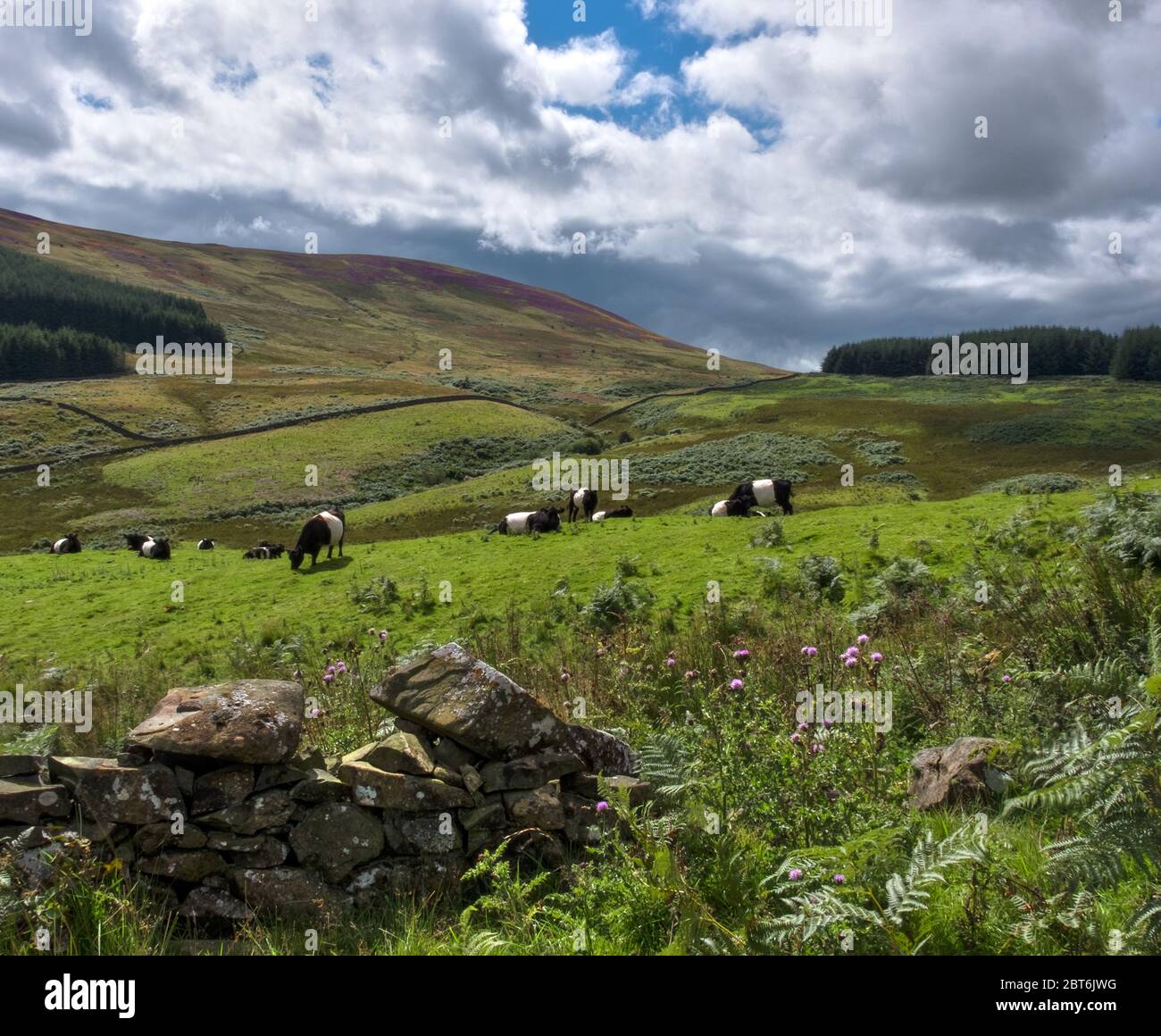 Belted Galloway Cattle, Upper Nithsdale Stock Photo
