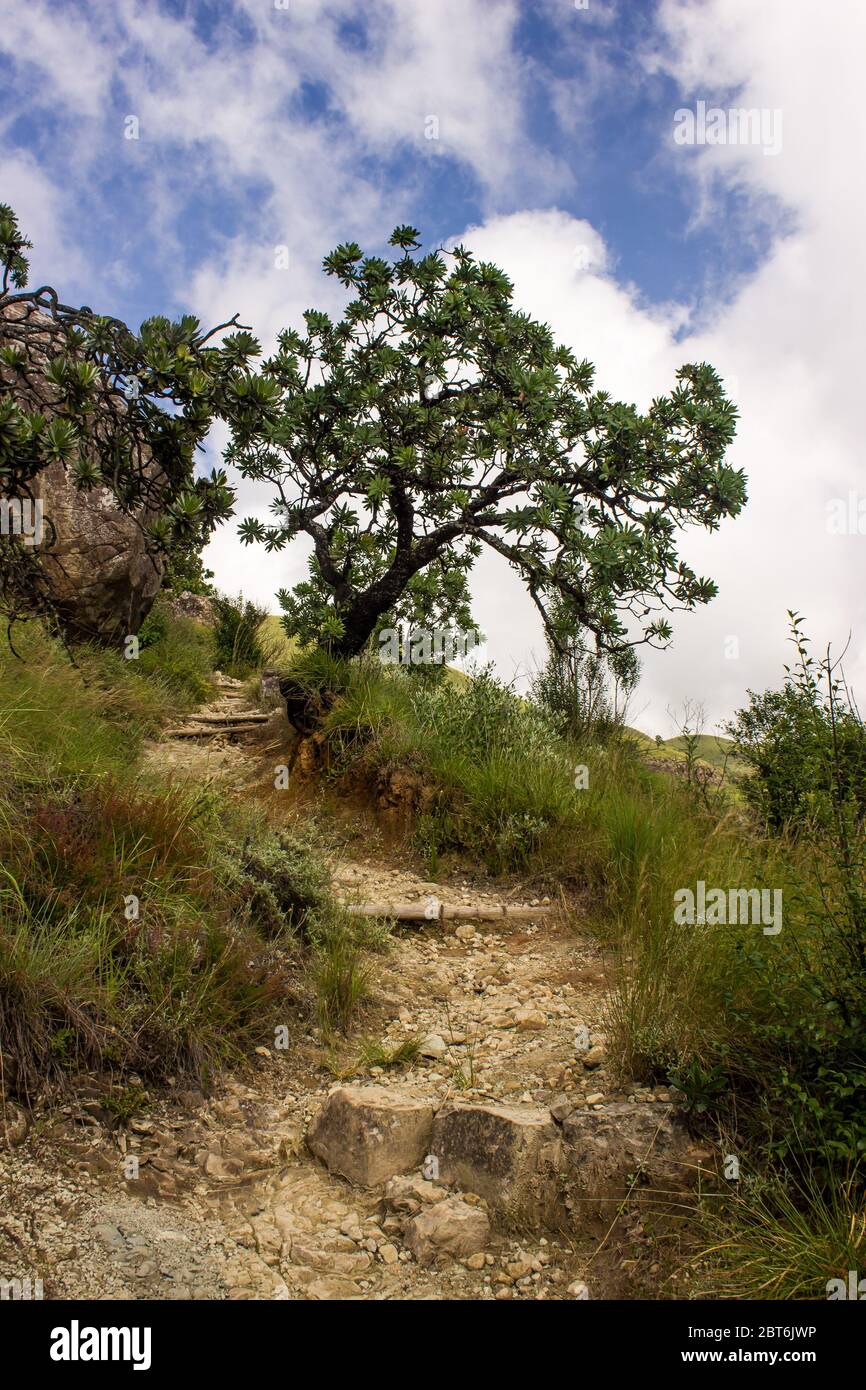 A steep hiking trail, climbing up towards a single Protea Bush, in the Drakensberg Mountains, South Africa Stock Photo