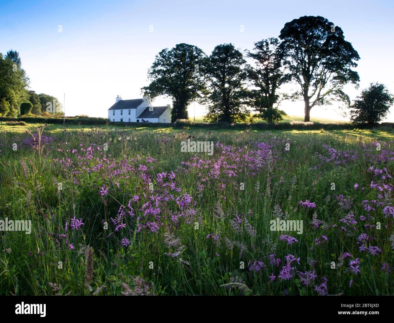 Wild flower meadow at Furbar Cottage Threave Estate, Castle Douglas Stock Photo