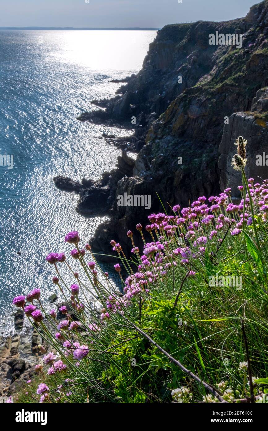 Wild flowers on cliffs at Brighouse Bay, Stock Photo Alamy
