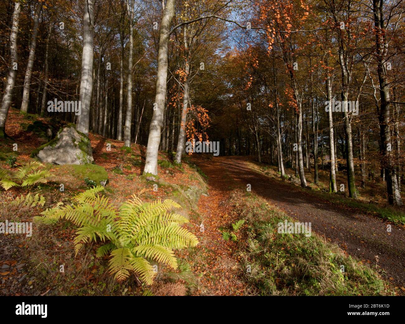 Detail of vegetation in Dalbeattie Forest Stock Photo