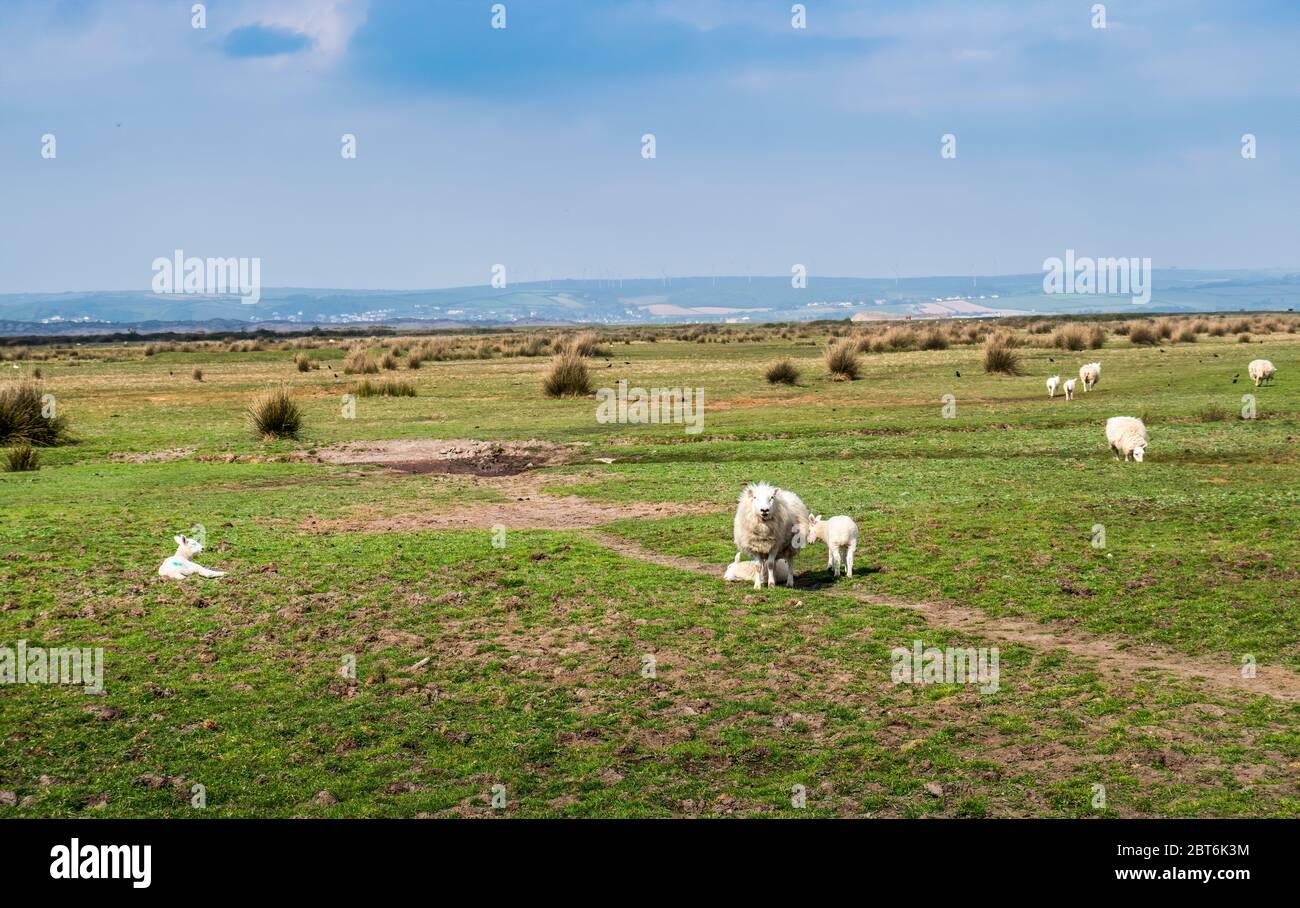 Sheep grazing safely. Northam Burrows, near Bideford and Westward Ho , north Devon. Spring lambs. Stock Photo