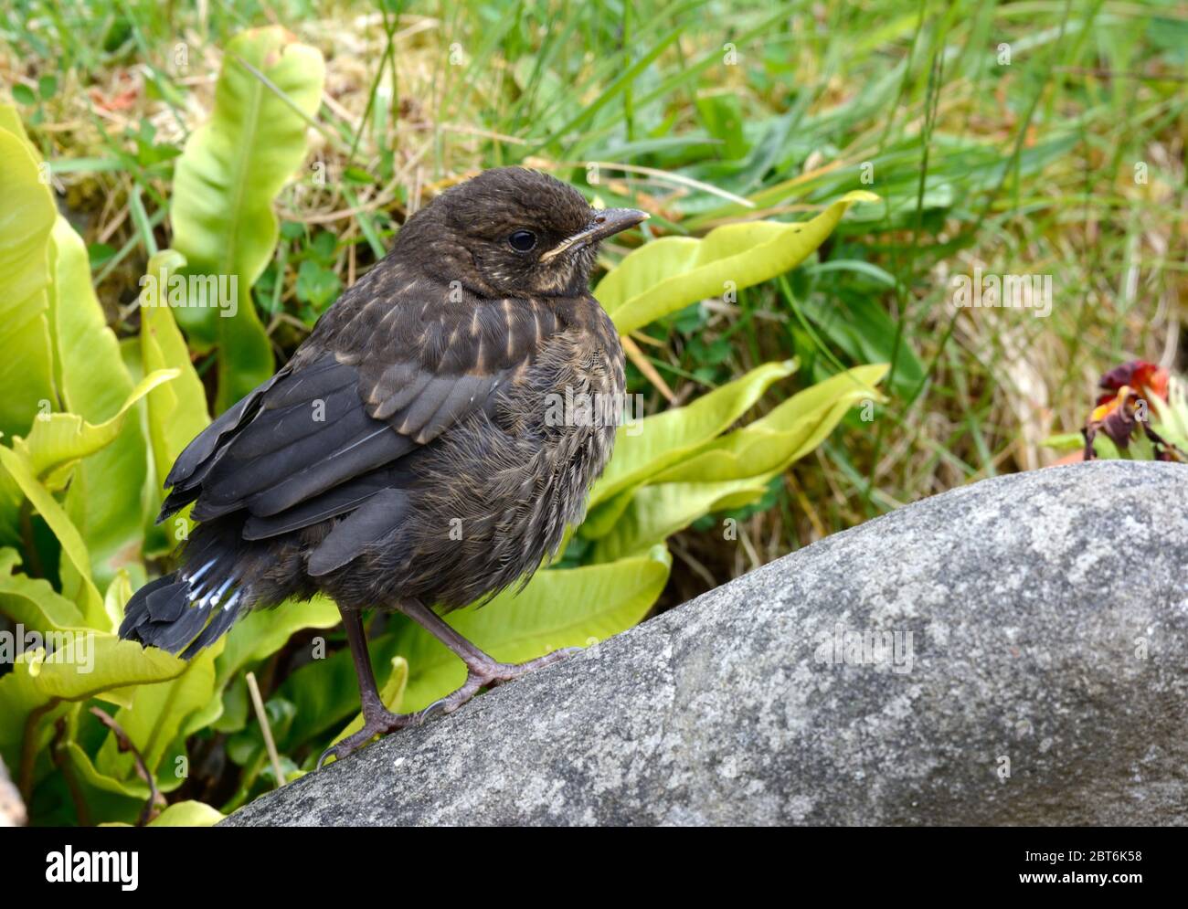 A young juvenile blackbird fledgling Turdus merula standing on a stone in the garden Stock Photo