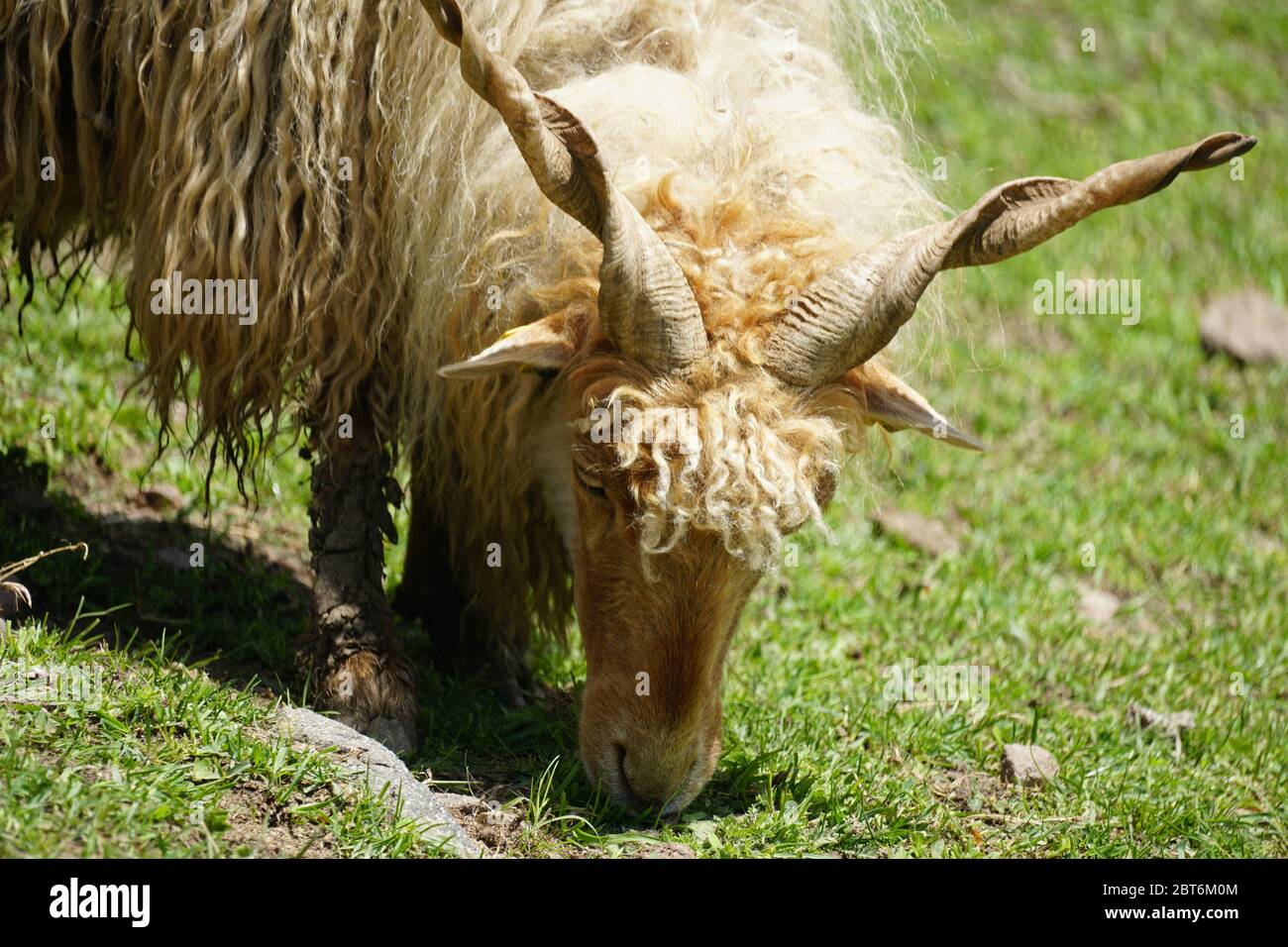 Racka sheep on a pasture head close-up photography. Stock Photo