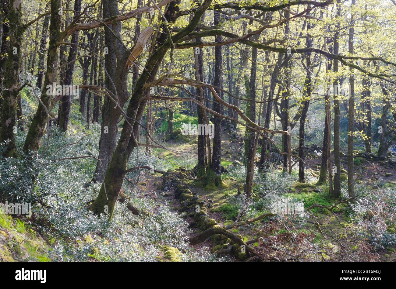 Native Oak woodland at Glen Trool, Galloway Forest Park Stock Photo