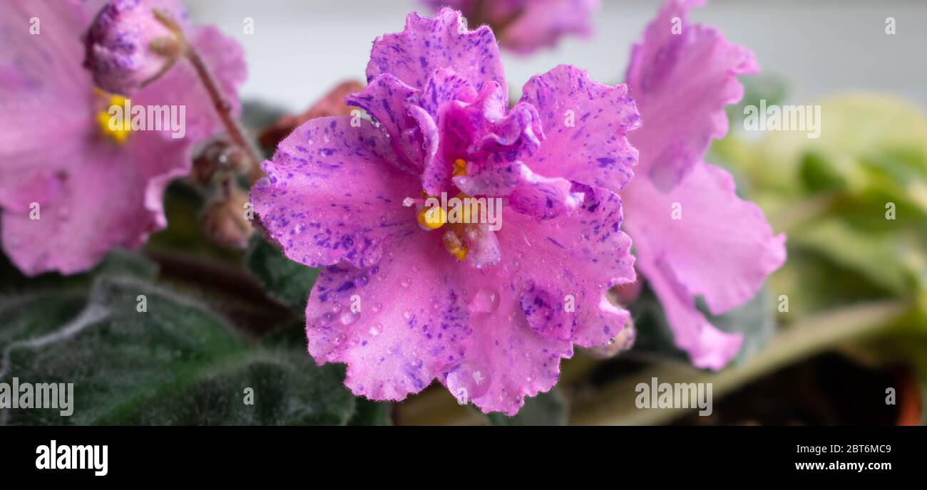 Violet senpolia Rosi with beautiful pink flowers with purple spots with water droplets. Stock Photo
