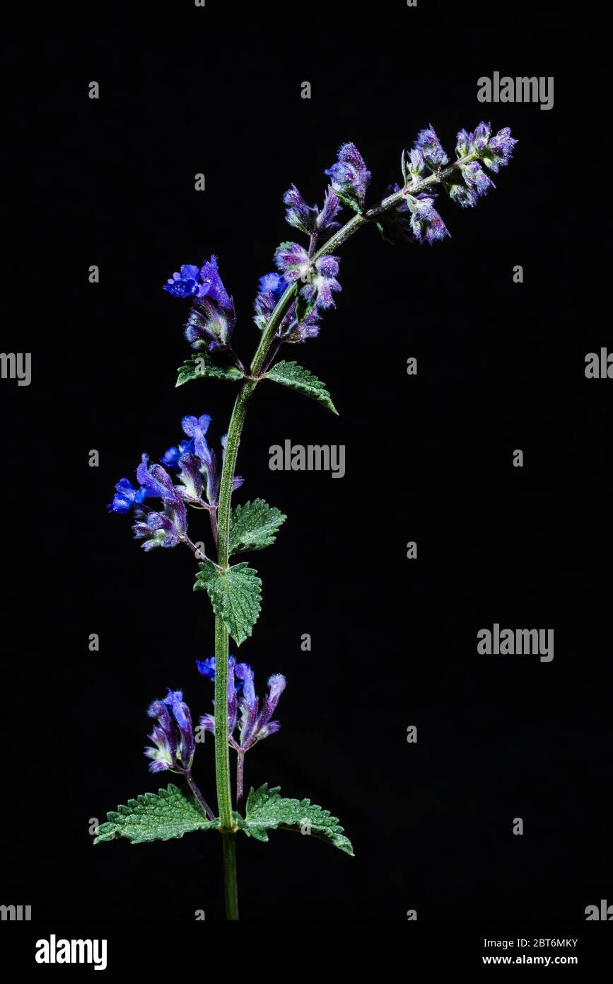 Studio close-up of a Nepeta racemosa 'Walker's Low' (Catmint) with water drops Stock Photo