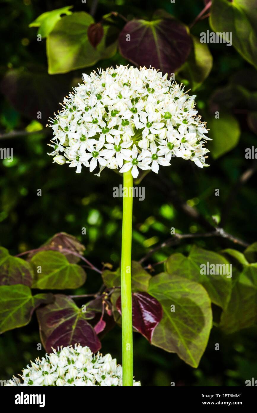 Outside close-up of a white flowered Allium 'Mont Blanc' Stock Photo