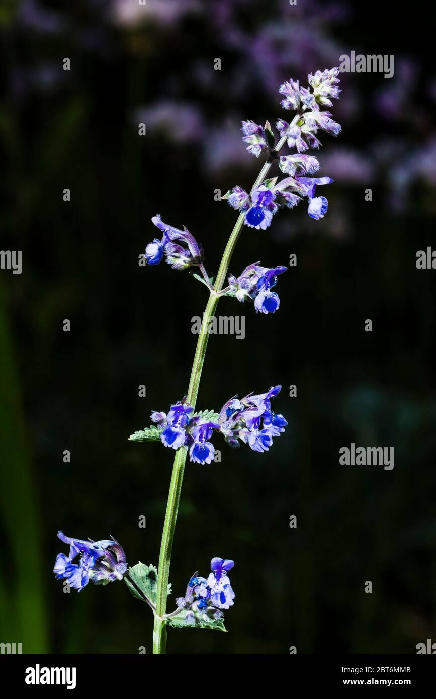 Outside close-up of a Nepeta racemosa 'Walker's Low' (Catmint) Stock Photo