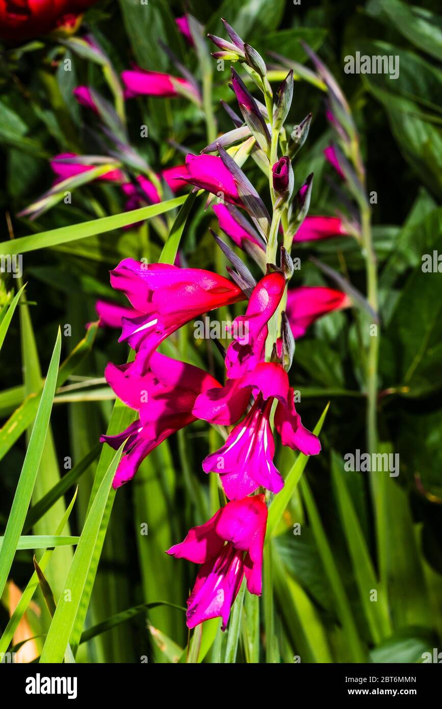 Outside close-up of a pink Gladiolus byzantinus Stock Photo