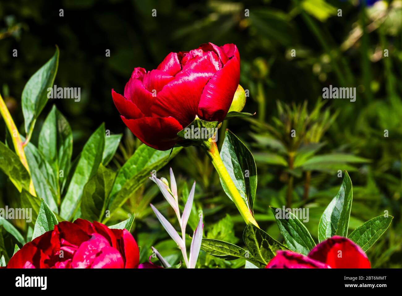 Outside close-up of a red Paeonia 'Buckeye Belle' (Peony) Stock Photo