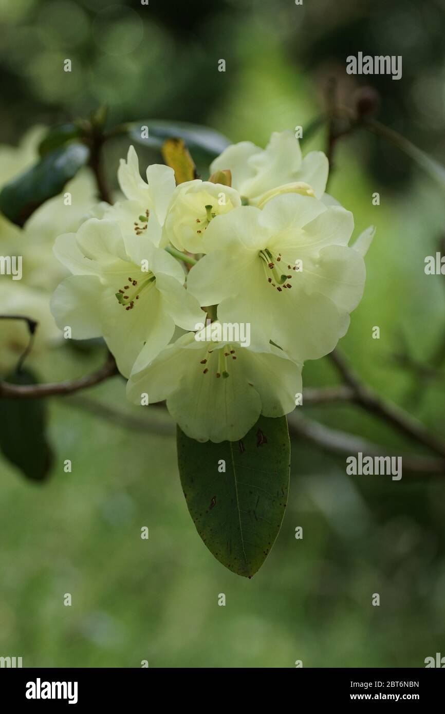 Rhododendron 'Roza Stevenson' Stock Photo