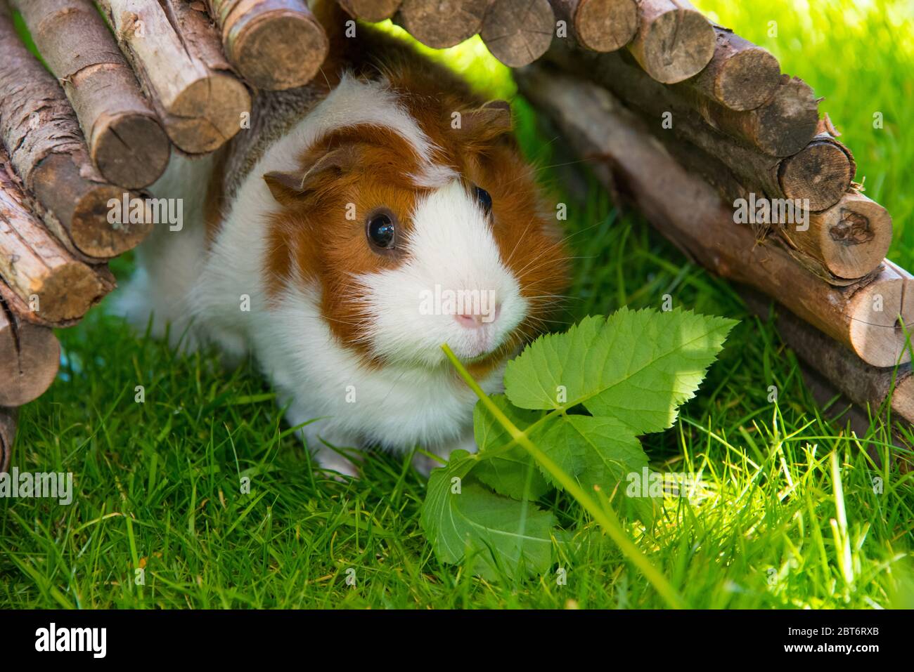 guinea pig in the sun eating greens Stock Photo Alamy