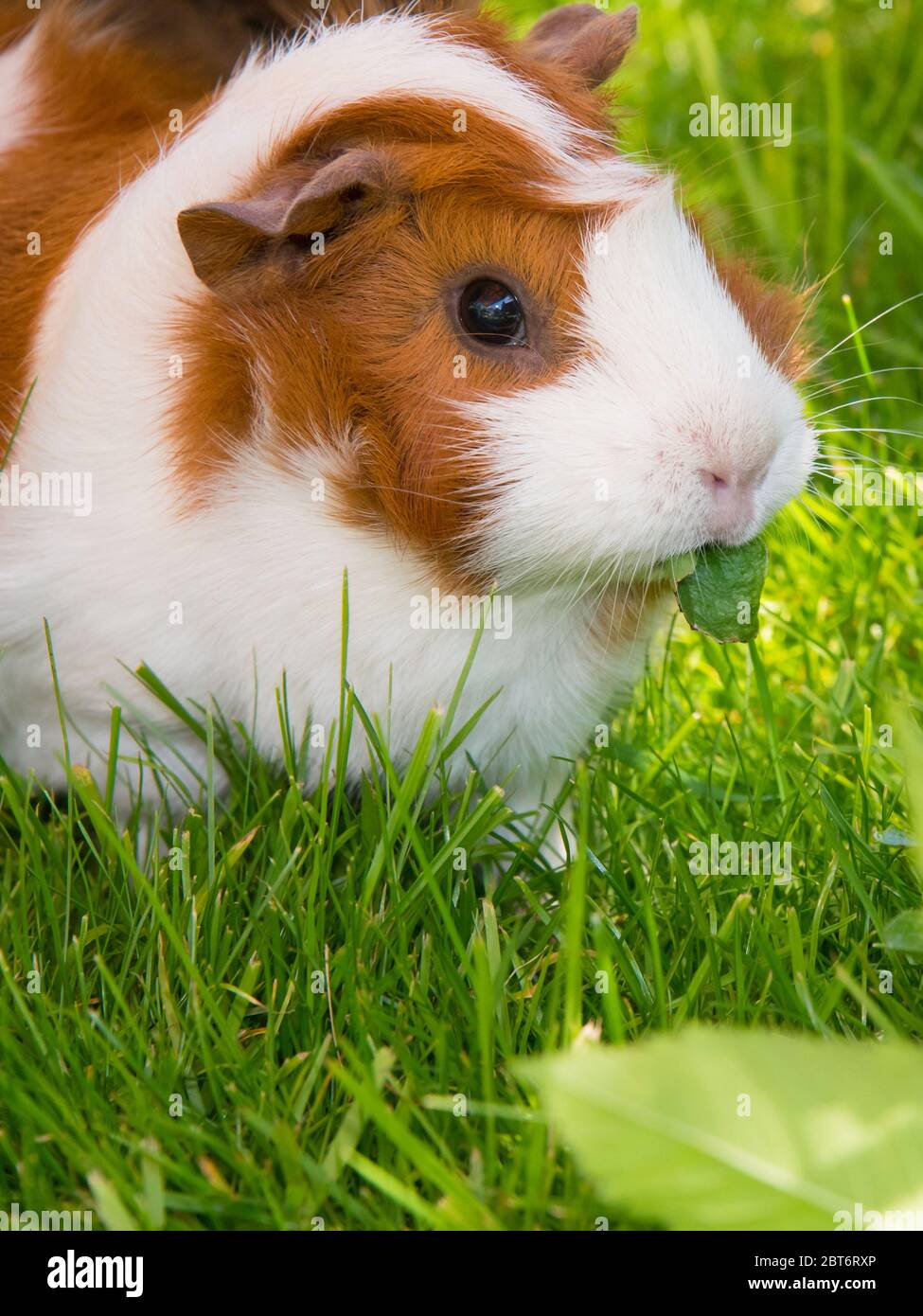 Guinea pigs pet food hires stock photography and images Alamy
