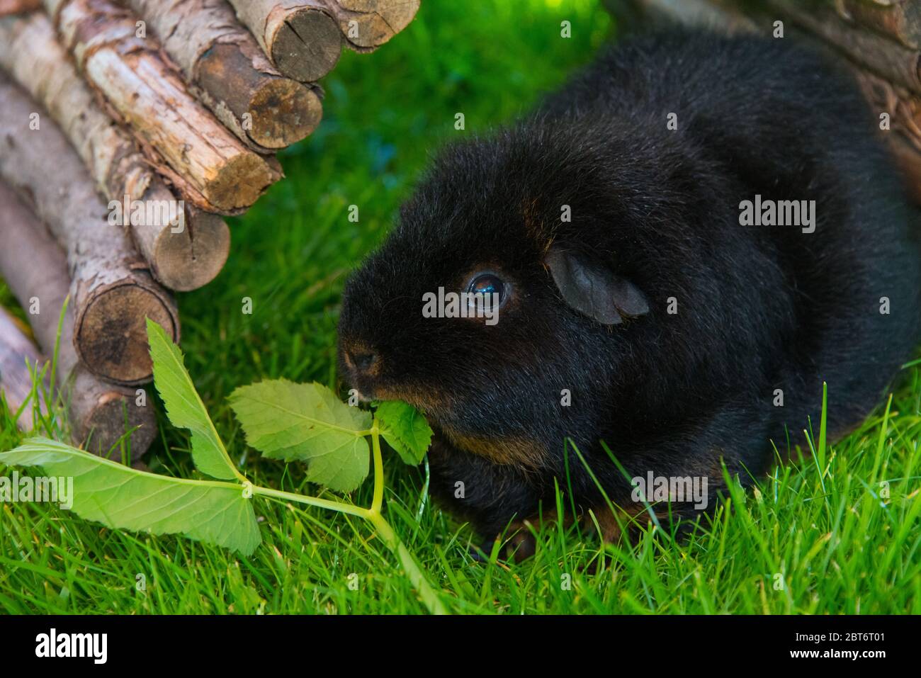 Black Guinea Pig in the sun eating herbs Stock Photo