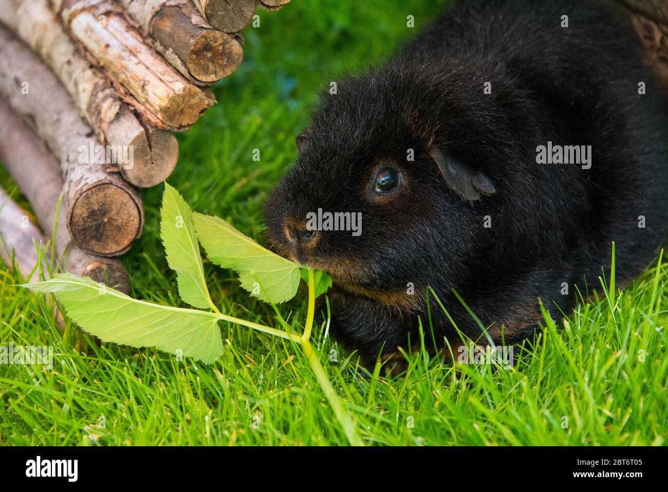 Black Guinea Pig in the sun eating herbs Stock Photo Alamy