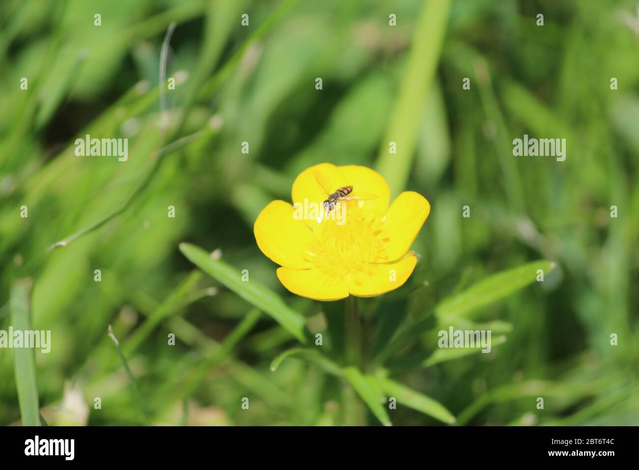 Buttercup with bug hi-res stock photography and images - Alamy