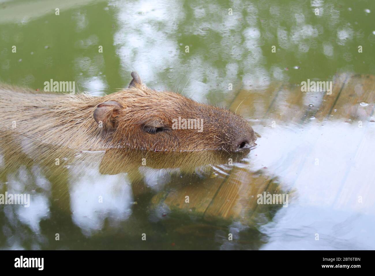 Brown capybara soaking in the water to cool off. Stock Photo