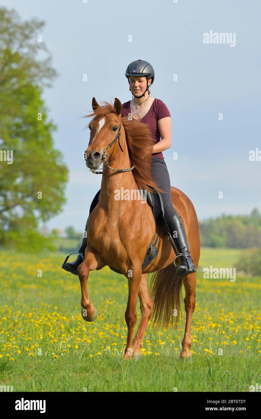 Hacking out on Paso Fino horse toelting  in spring Stock Photo