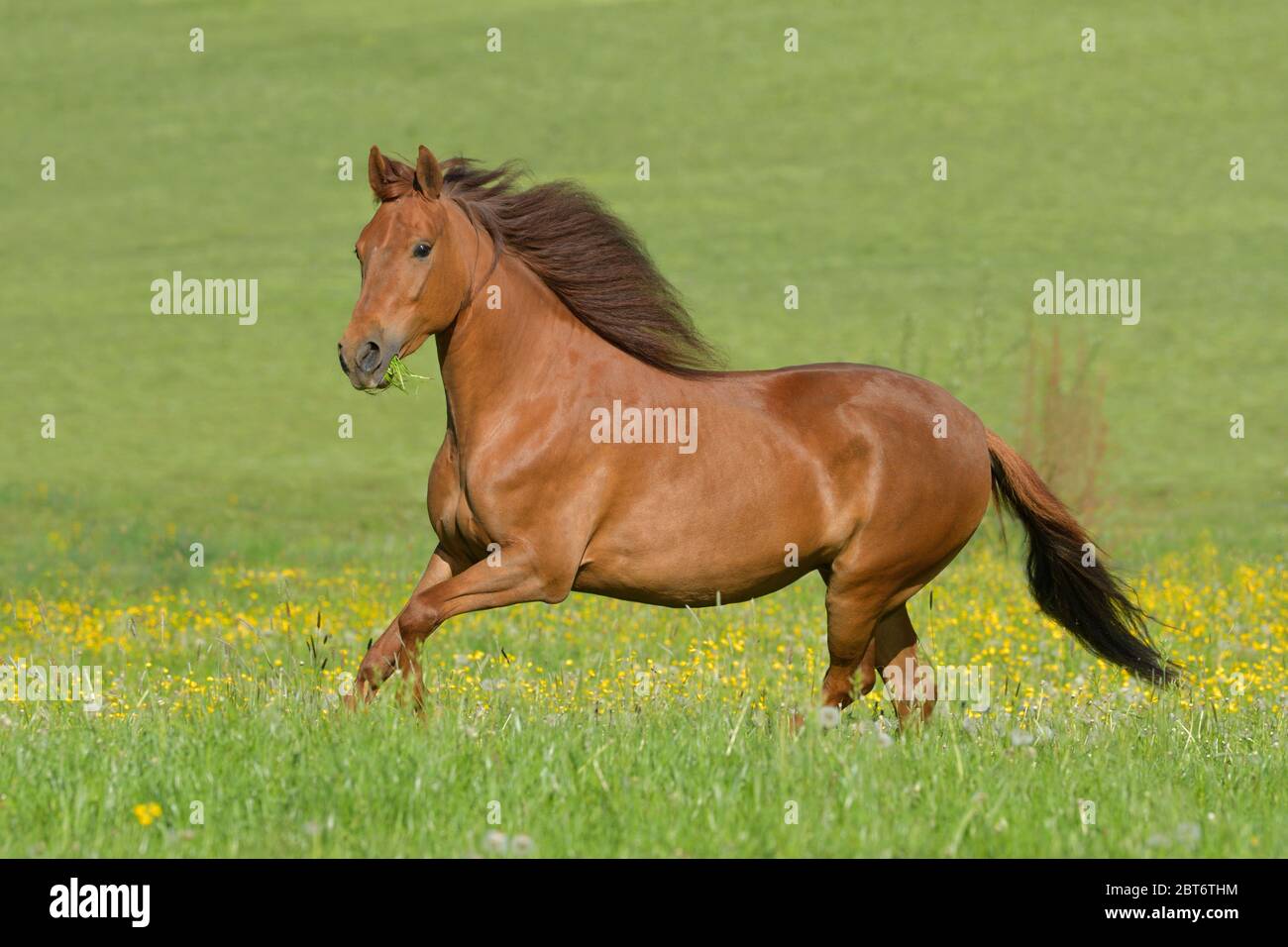 Paso Fino horse mares in the field Stock Photo