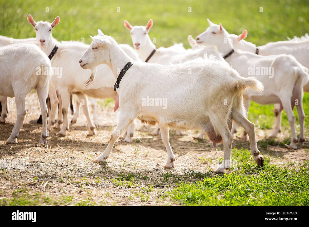 goat with a large udder, a large white goat is in the herd, farming in